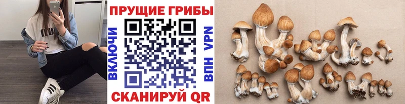 как найти закладки  Кандалакша  Псилоцибиновые грибы мухоморы 